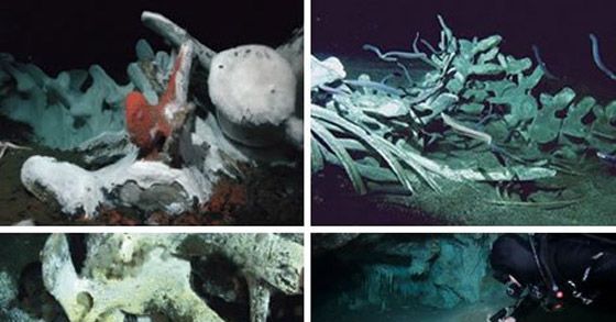 ���׹���