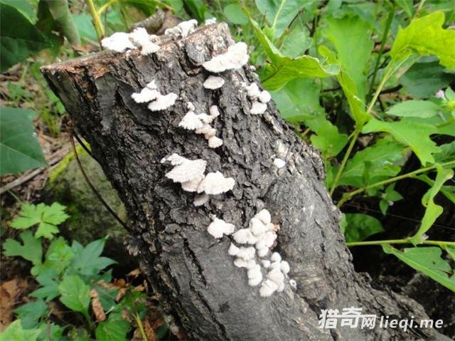 ���ϳ�������������� ȴ���޶��ġ���Ȼ���㡱