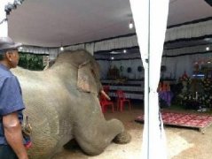 ̩��һͷ����������� ��