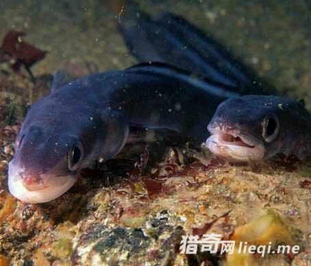 ʮ��ֲ����� ��֪��ʳ�����ŵڼ�λ��(1)