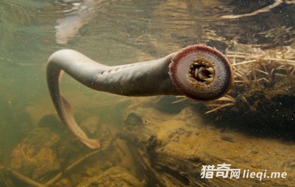 Ӣ������Ѫ���㡱�����������й��Ի�Ϸ�ԣ��������ſ���ȥ(1)