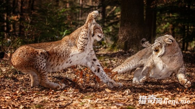 ��������Ƕ����µ������� ����ɳ��һ����ȭͷ�ų�����С�ϻ�(1)