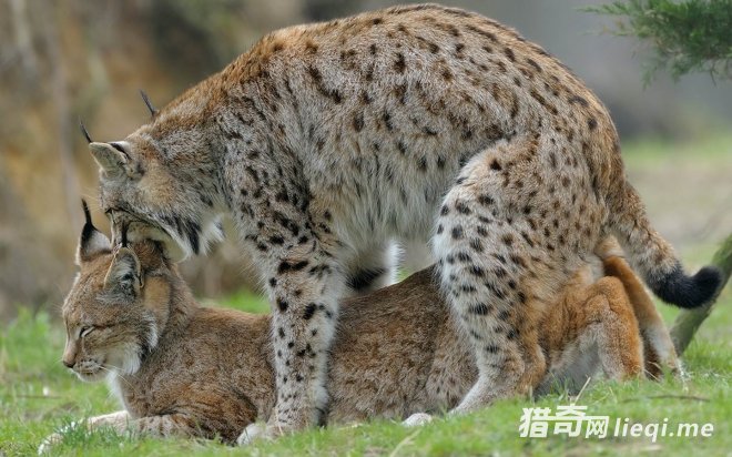 ��������Ƕ����µ������� ����ɳ��һ����ȭͷ�ų�����С�ϻ�(1)