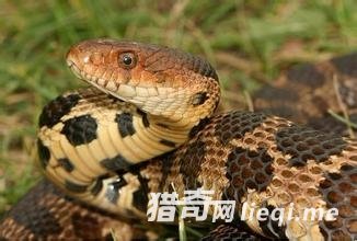 ��������һ��û������������һ�����������֣�(1)