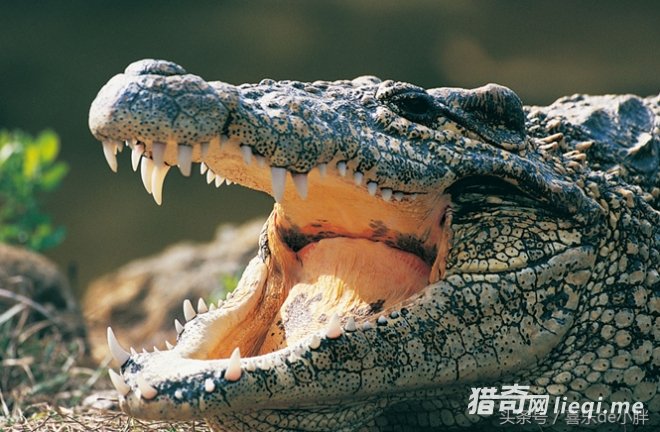 ϸ��������������죬�ַ��ӾͿ��Խ�������(1)