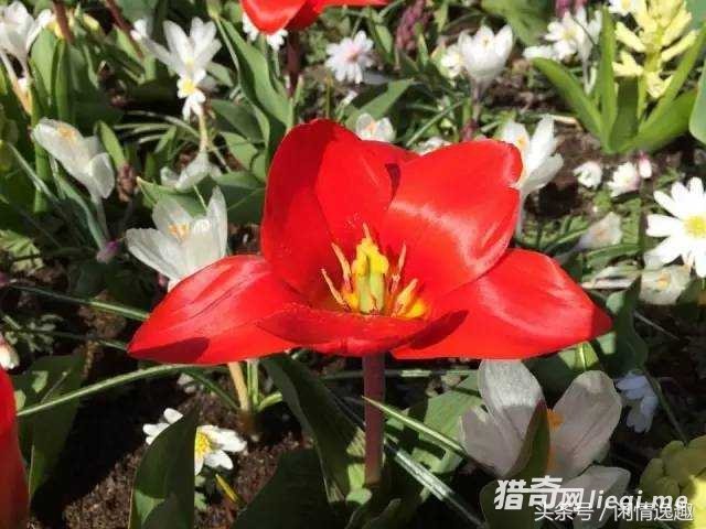 ���ŷ�ޡ�����С�������а���ȫ��90%�Ĵ�ɫ(1)