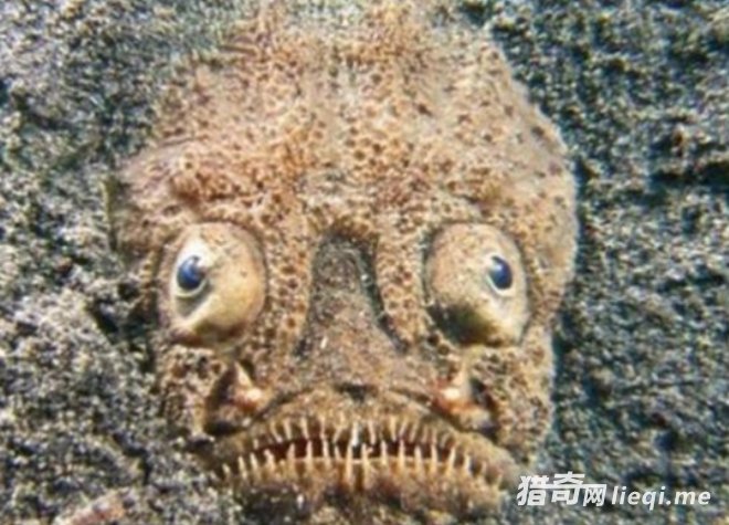 ������ɳ̲�����������壬�߽�ϸ���󣬶�ʱ���۷�ɵ�ˣ�(1)