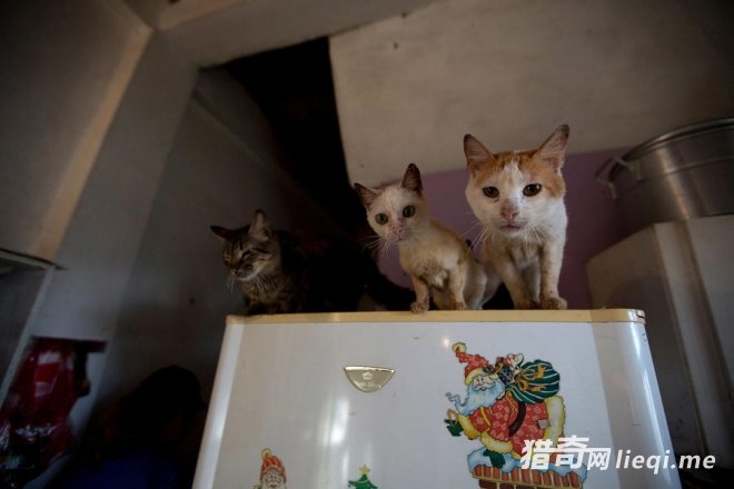 ί�������������Ƥ����ͷ(1)