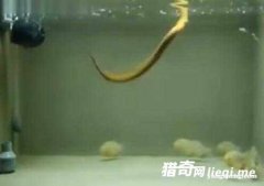 �ѻ����ӽ�ʳ����� ���