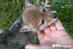 8��СŮ����������������