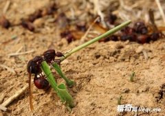 ���ױ����˳����ϳ�� ���ǵ�һ�ֱ�����Ե���Ҫ��ֳ������