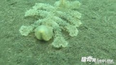 ǱˮԱ�����������ȫ��͸����Ͳ�ʳ����